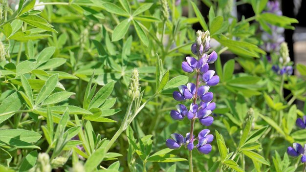 Bellissimo fiore di lupino con sfondo verde Conosciuto anche come Lupinus texensis albus