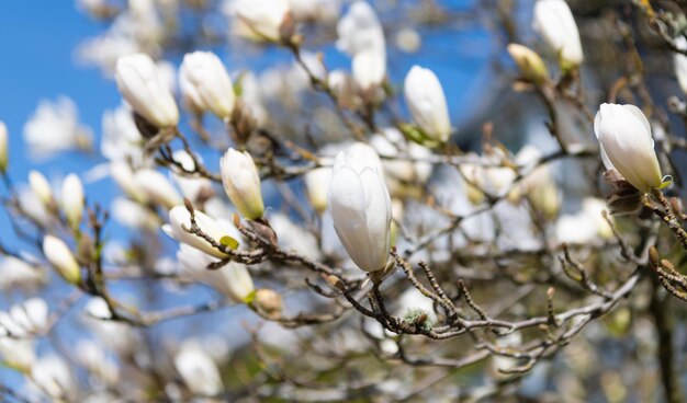 Bellissimo fiore di magnolia sul fiore dell'albero in estate