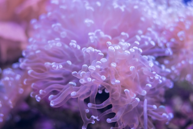 Bellissimo fiore di mare nel mondo sottomarino con coralli