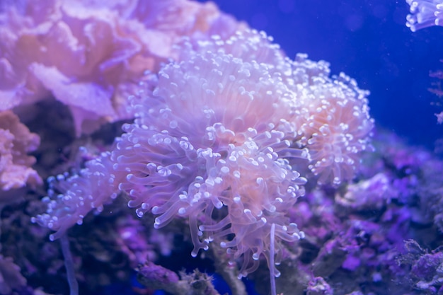 Bellissimo fiore di mare nel mondo sottomarino con coralli