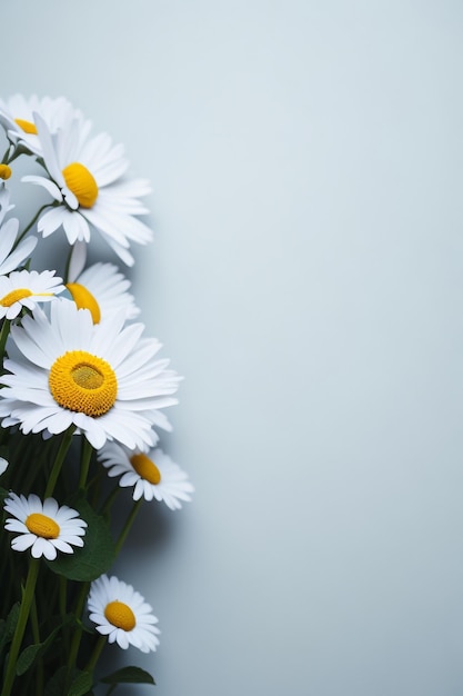 Bellissimo fiore di margherita