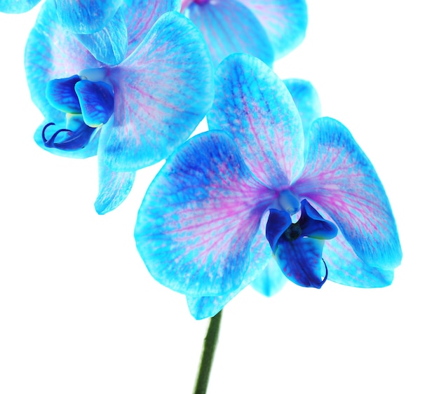 Bellissimo fiore di orchidea blu isolato su sfondo bianco