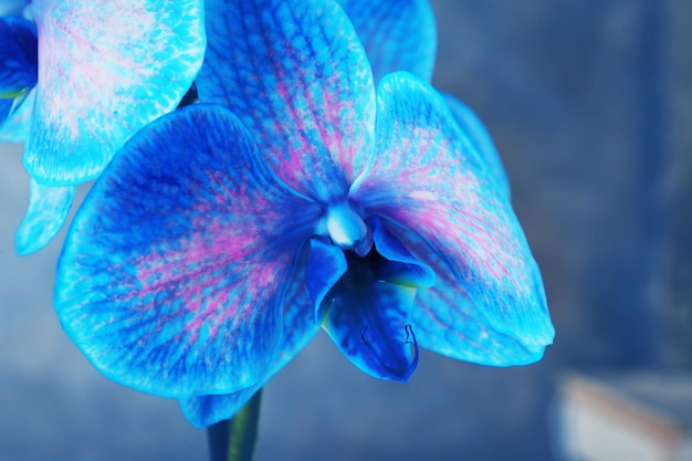 Bellissimo fiore di orchidea blu su sfondo grigio