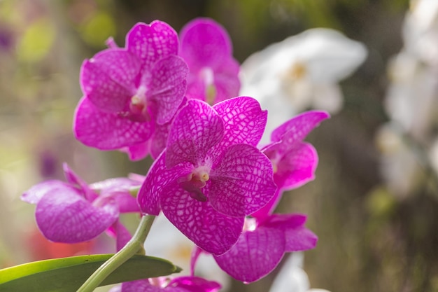 Bellissimo fiore di orchidea che fiorisce nella stagione delle piogge Vanda orchid