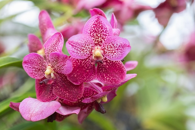 Bellissimo fiore di orchidea che fiorisce nella stagione delle piogge Vanda orchid