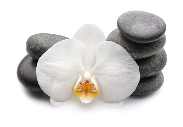 Bellissimo fiore di orchidea con pietre su bianco