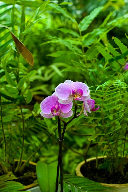 Bellissimo fiore di orchidea in giardino