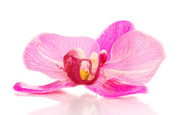 Bellissimo fiore di orchidea isolato su bianco