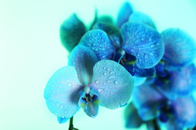 Bellissimo fiore di orchidea su sfondo blu