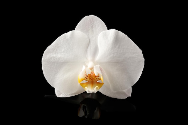 Bellissimo fiore di orchidea su sfondo scuro