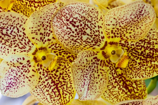 Bellissimo fiore di orchidea su sfondo sfocato in mostra