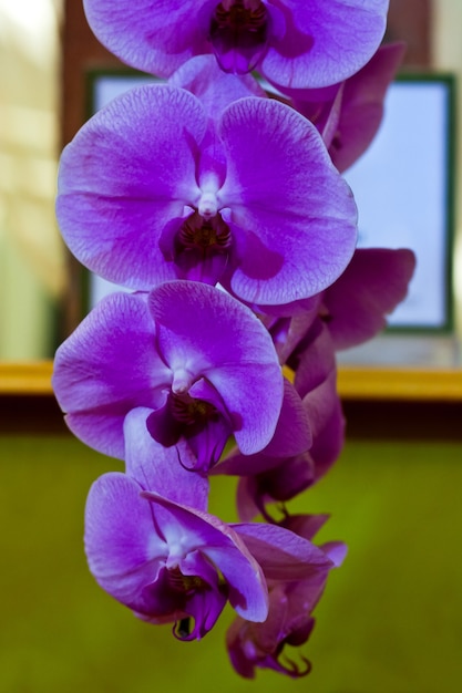 Bellissimo fiore di orchidea su sfondo sfocato in mostra