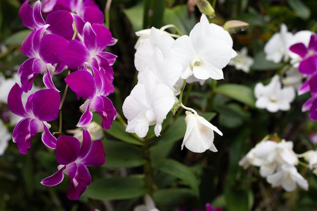 Bellissimo fiore di orchidea viola e bianco nel giardino