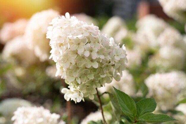 Bellissimo fiore di ortensia bianca nel giardino estivo