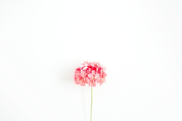 Bellissimo fiore di ortensie rosa isolato su bianco