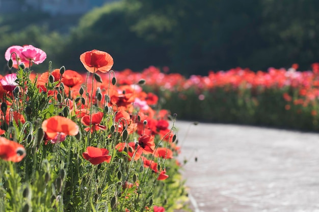 Bellissimo fiore di papavero