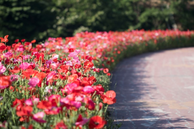 Bellissimo fiore di papavero