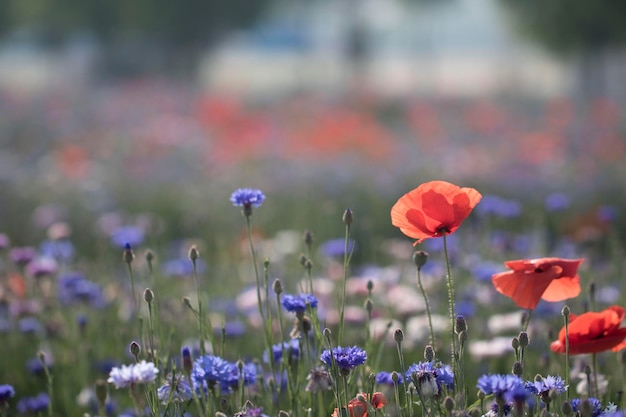 Bellissimo fiore di papavero