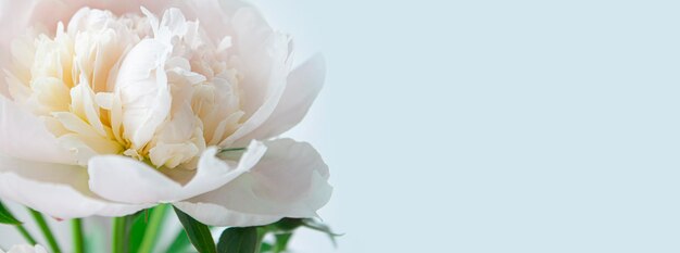 Bellissimo fiore di peonia bianca Primo piano Sfondo floreale per il negozio di fiori banner biglietto di auguri sito web