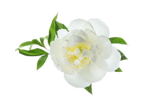 Bellissimo fiore di peonia in fiore isolato su bianco