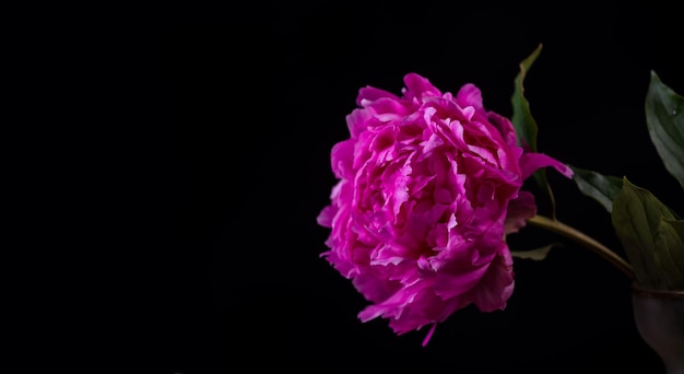 Bellissimo fiore di peonia rosa su sfondo scuro