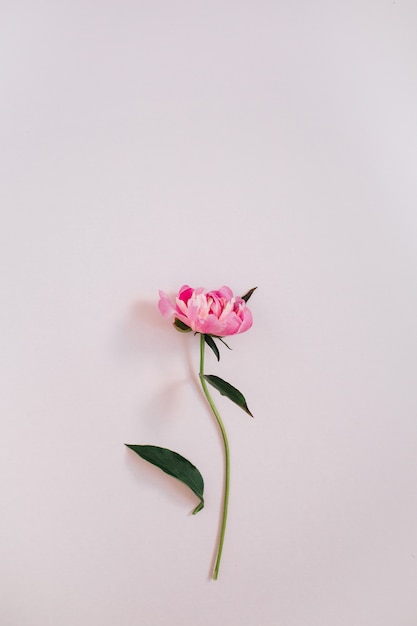 Bellissimo fiore di peonia rosa sul rosa