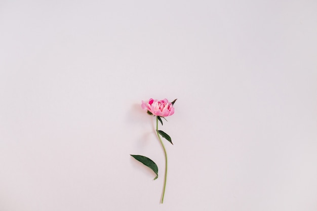 Bellissimo fiore di peonia rosa sul rosa