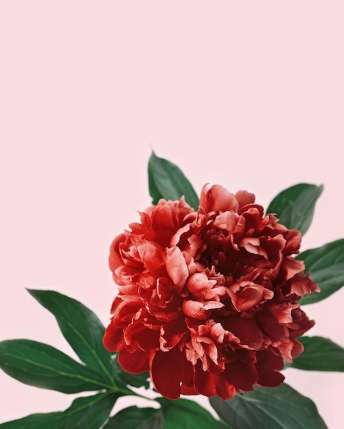 Bellissimo fiore di peonia rossa da vicino su sfondo rosa Fiore di peonia fresco naturale