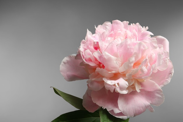 Bellissimo fiore di peonia su sfondo grigio primo piano