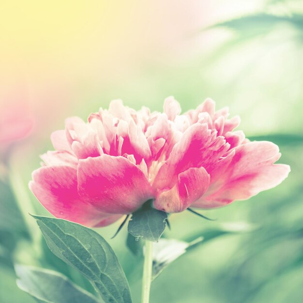 Bellissimo fiore di peonie rosa