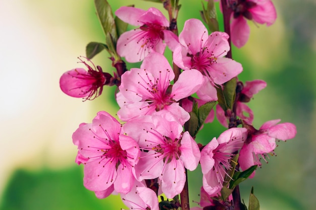 Bellissimo fiore di pesco rosa su sfondo verde