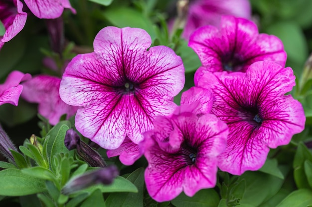 Bellissimo fiore di petunia in giardino