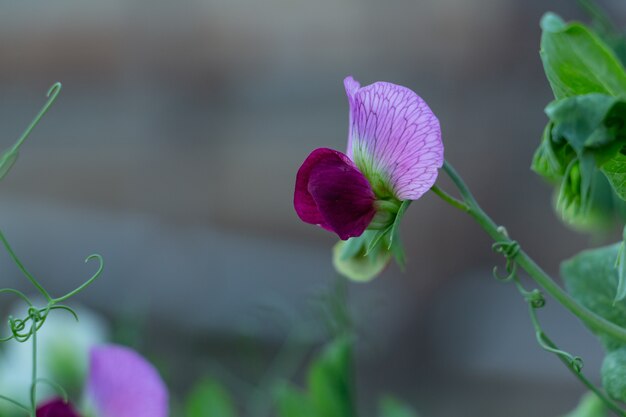 Bellissimo fiore di pisello viola in giardino