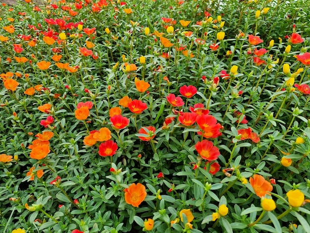 Bellissimo fiore di portulaca Oleracea in giardino