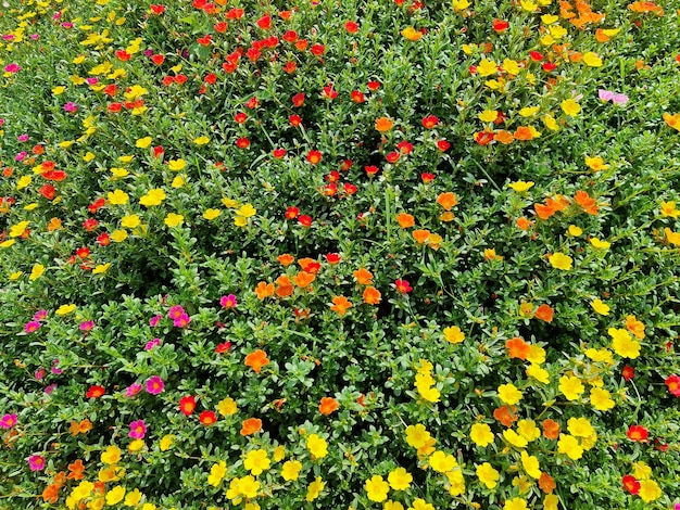 Bellissimo fiore di portulaca oleracea in giardino