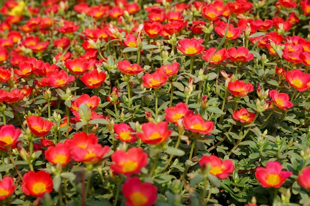 Bellissimo fiore di portulaca oleracea in giardino