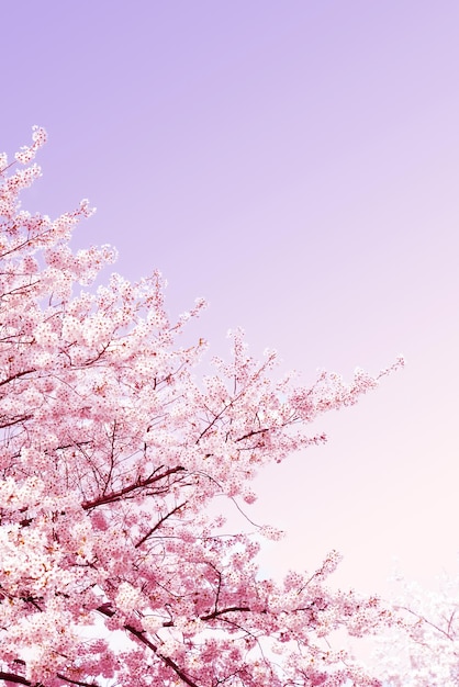 Bellissimo fiore di primavera fiori di ciliegio Sakura Flower con bellissimo sfondo della natura