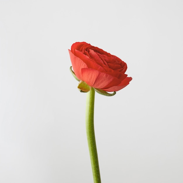 Bellissimo fiore di ranuncolo in un corallo vivente di colore su uno sfondo grigio con spazio di copia