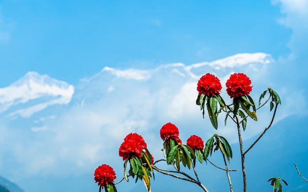 bellissimo fiore di rododendro di colore rosso in Nepal