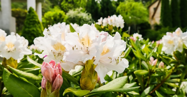 Bellissimo fiore di rododendro in fiore 'White Cunningham' nel giardino primaverile