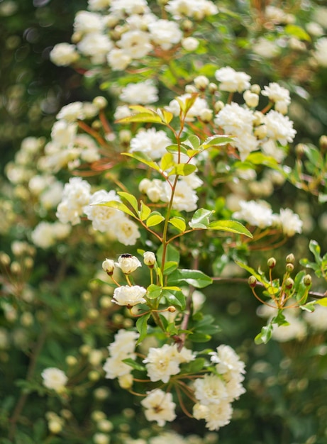 Bellissimo fiore di rosa bianca in una calda giornata di sole