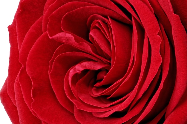 Bellissimo fiore di rosa rossa. Avvicinamento.