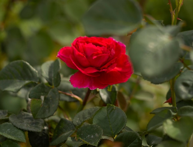 Bellissimo fiore di rosa rossa in una calda giornata di sole