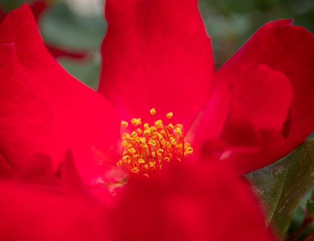 Bellissimo fiore di rosa rossa in una calda giornata di sole