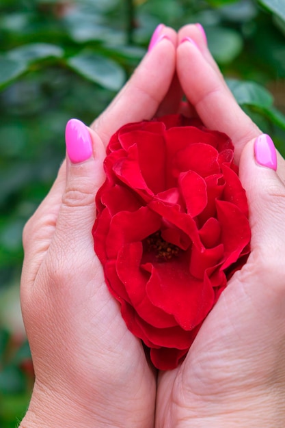 Bellissimo fiore di rosa rossa nelle mani femminili primo piano Rosa come simbolo della vagina Concetto di salute femminile