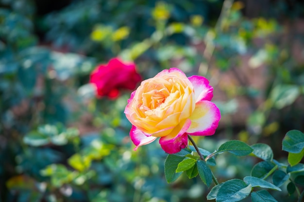 Bellissimo fiore di rose nel giardino