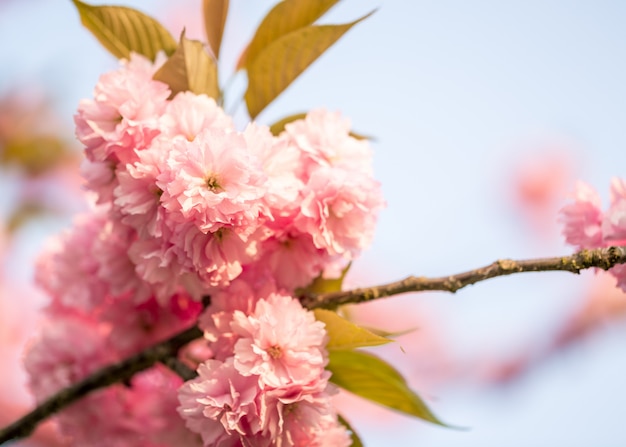 Bellissimo fiore di sakura