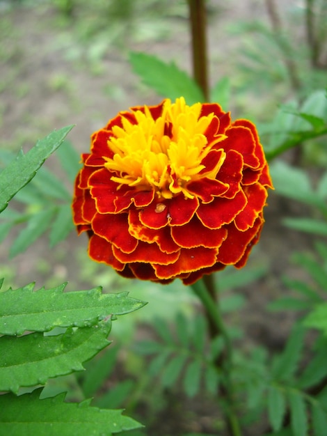 Bellissimo fiore di tagete di velluto e vellutato