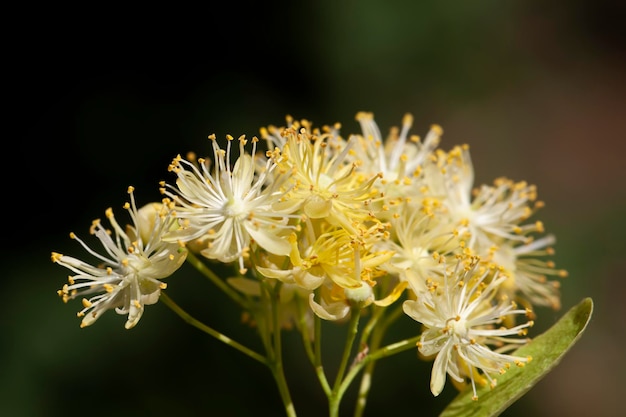 Bellissimo fiore di tiglio in primavera durante la fioritura