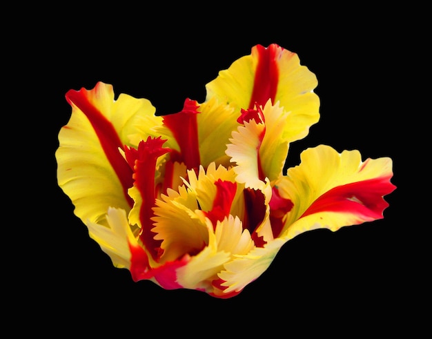 Bellissimo fiore di tulipano di forma insolita di colore giallo rosso come garofano isolato su sfondo nero